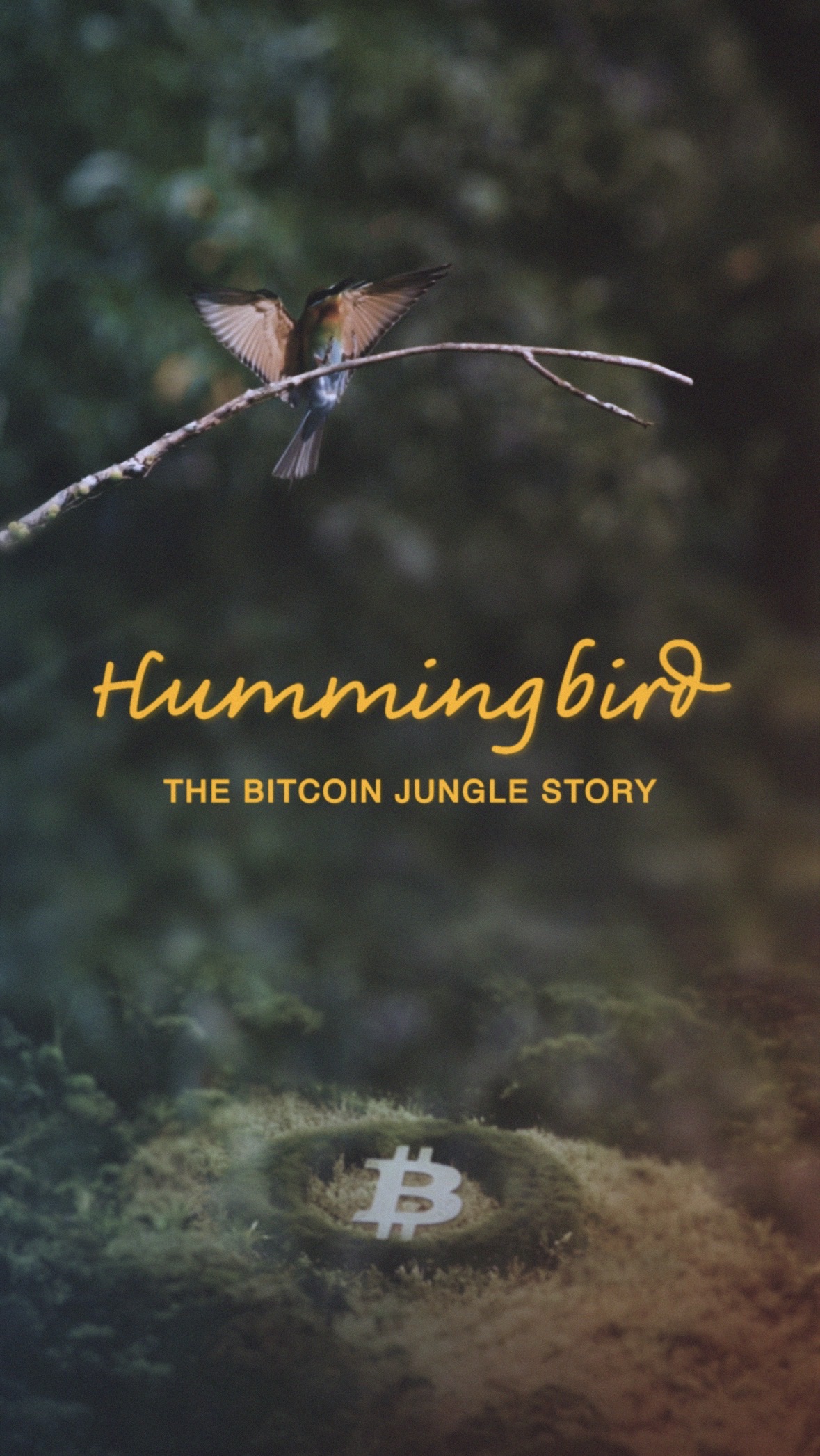 Hummingbird avatar